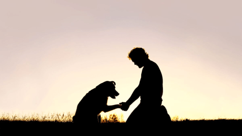 Les animaux, essentiels à notre santé mentale? – Par Sandrine&nbsp;Patenaude